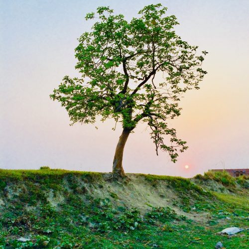 branches-countryside-environment-1067333